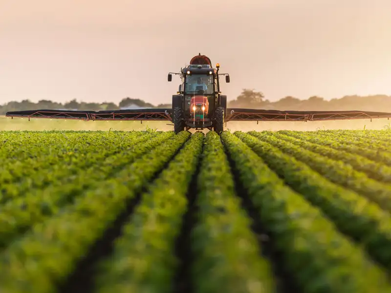 A tractor sprays rows of crops in a green field.